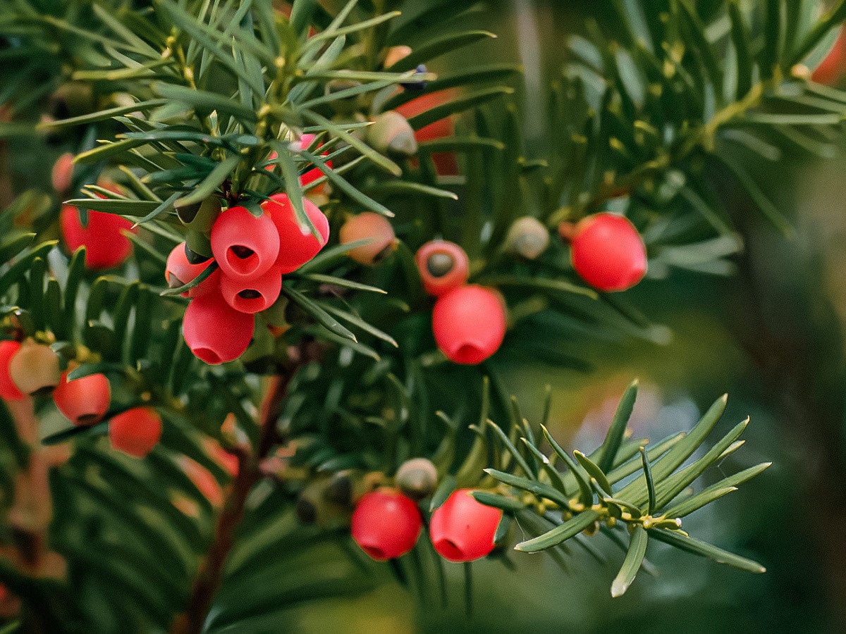 Yew Essence