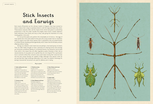 Insectarium (Hardcover)