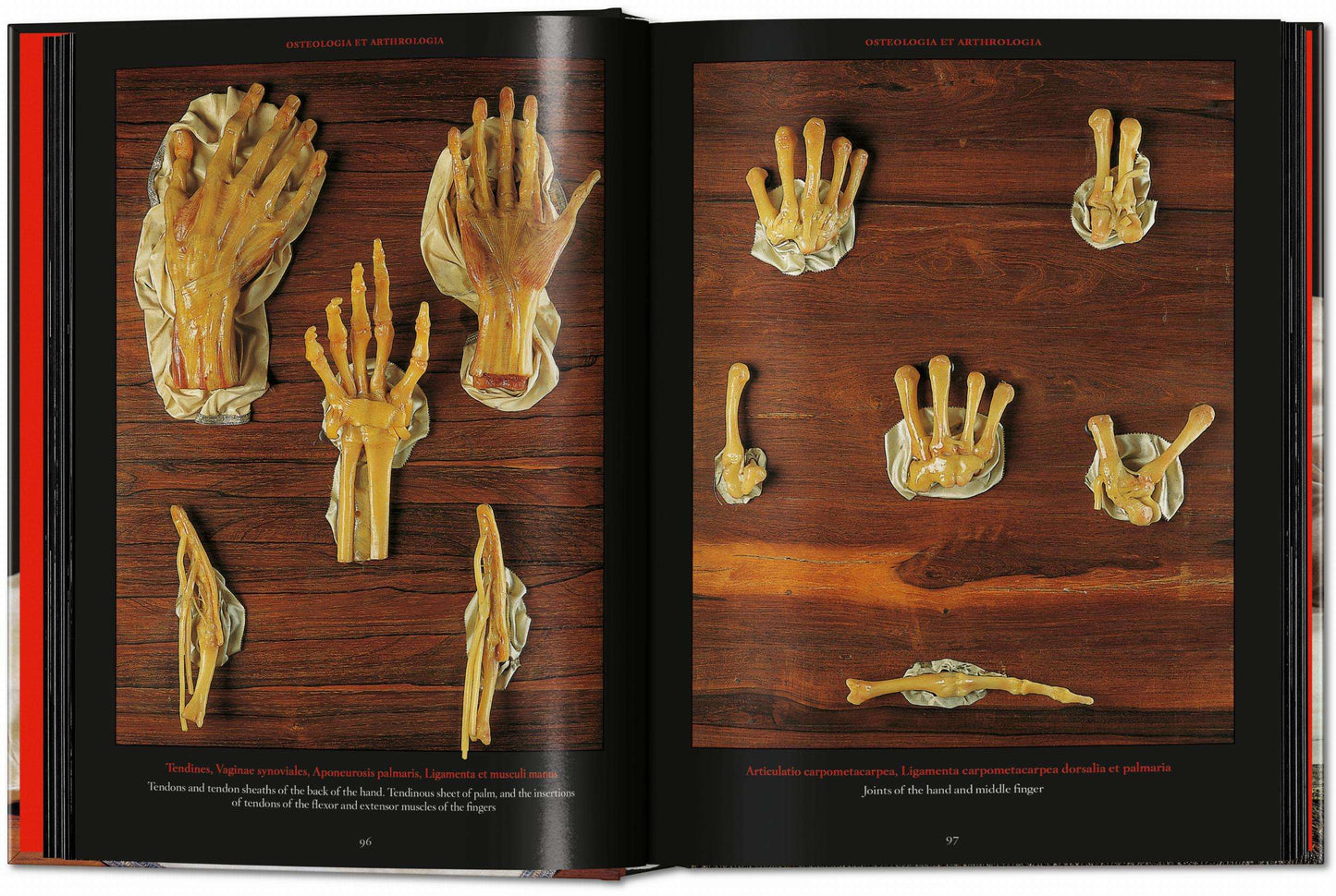 Anatomical Waxes. 45th Ed. (German, French, English)