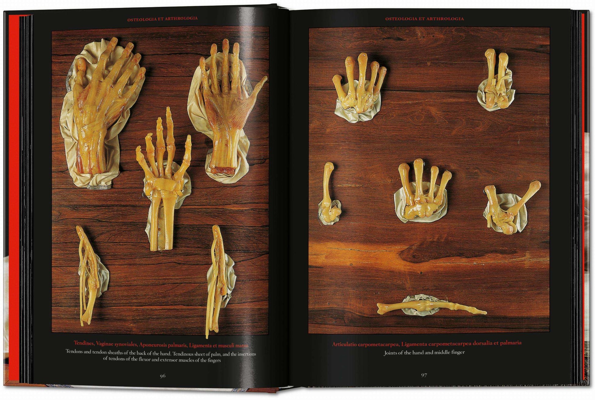 Anatomical Waxes. 45th Ed. (German, French, English)