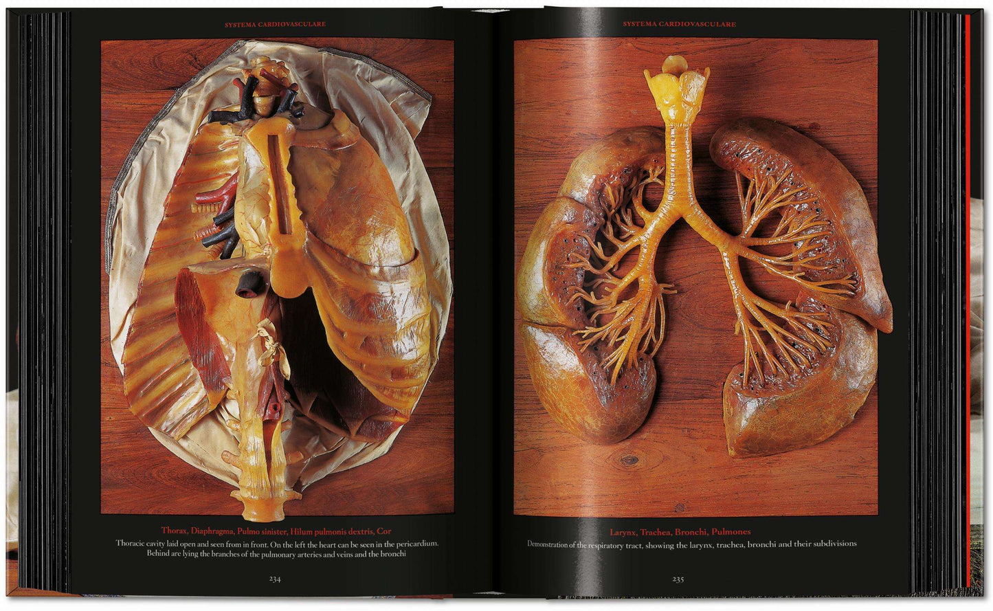 Anatomical Waxes. 45th Ed. (German, French, English)