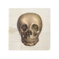Bone Box with Printed Skull