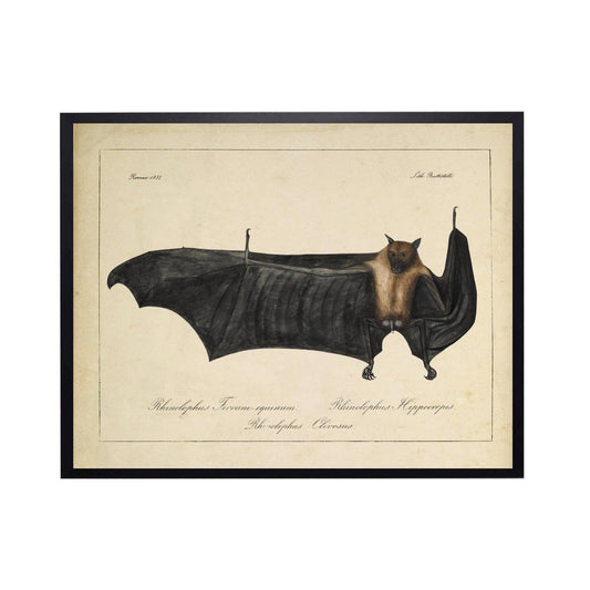 Vintage Bat Bookplate