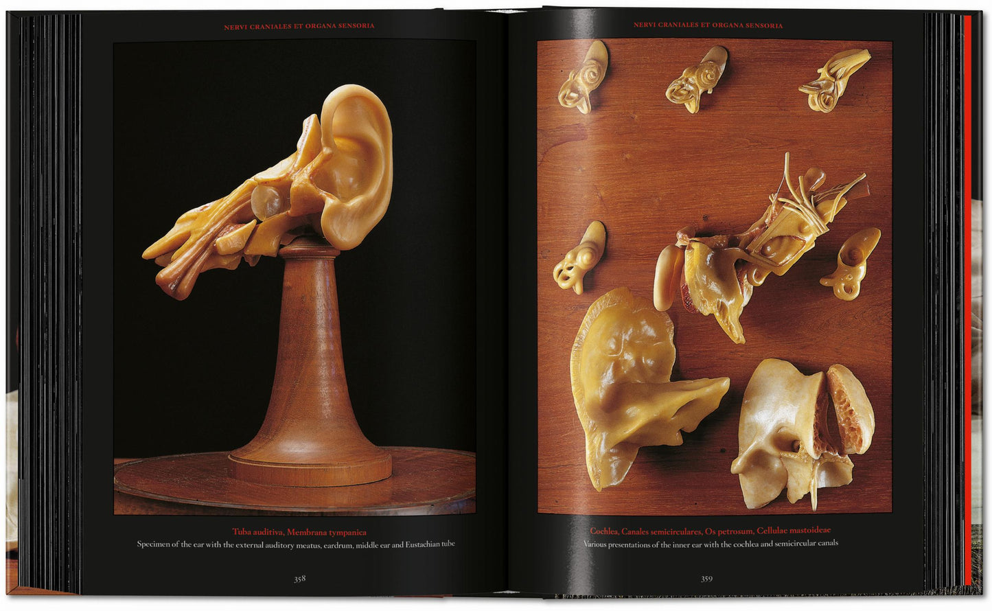 Anatomical Waxes. 45th Ed. (German, French, English)
