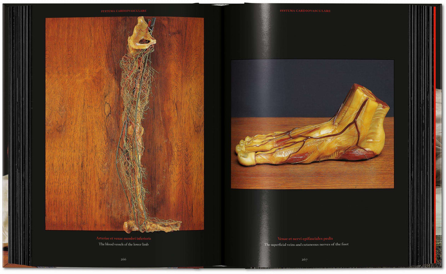 Anatomical Waxes. 45th Ed. (German, French, English)