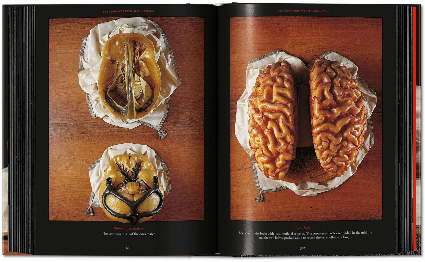 Anatomical Waxes. 45th Ed. (German, French, English)
