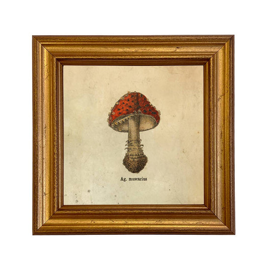 Ag. Muscarius Mushroom Vintage Illustration Framed Print