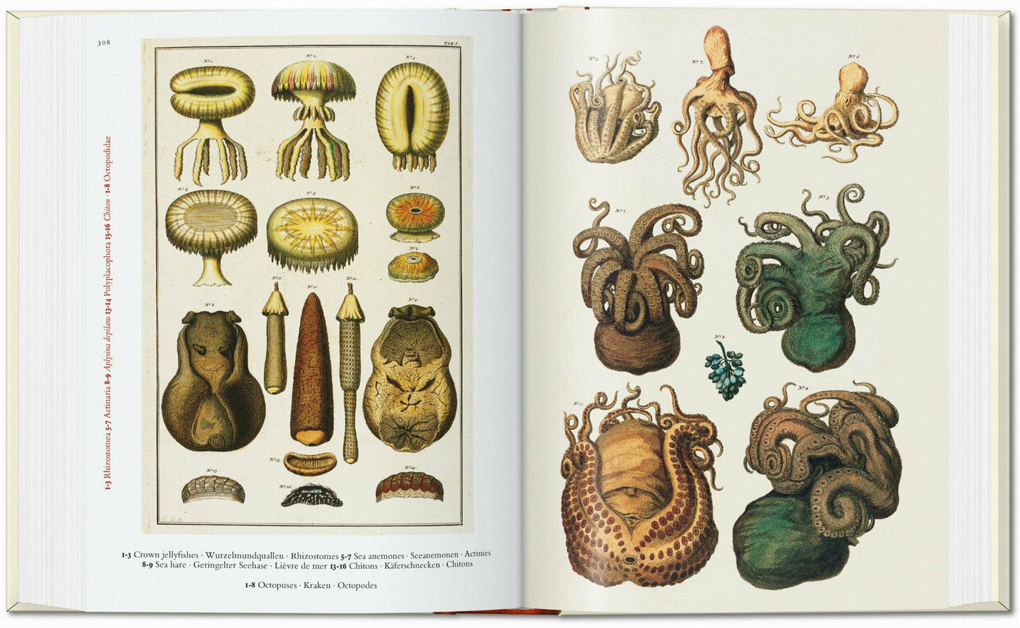Cabinet of Natural Curiosities by Albertus Seba (Hardcover)