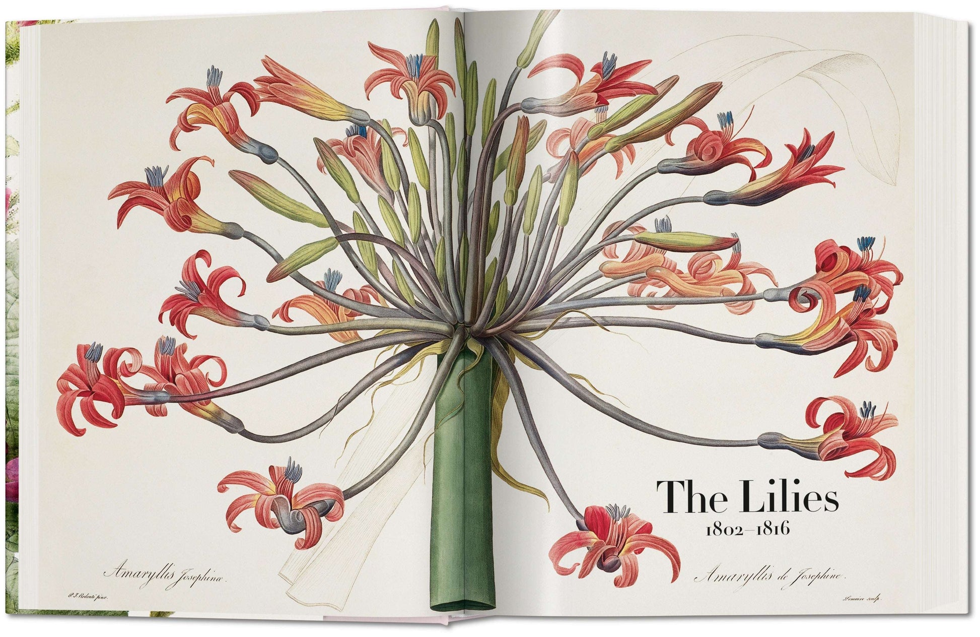 Redouté. The Book of Flowers (German, French, English)