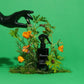 THE ENTOMOLOGIST