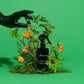 THE ENTOMOLOGIST