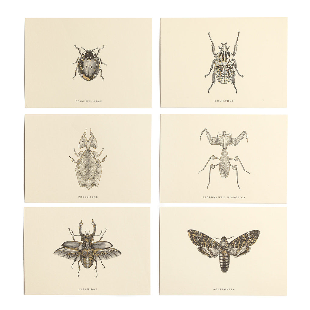 Entomologist Correspondence Set