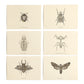 Entomologist Correspondence Set