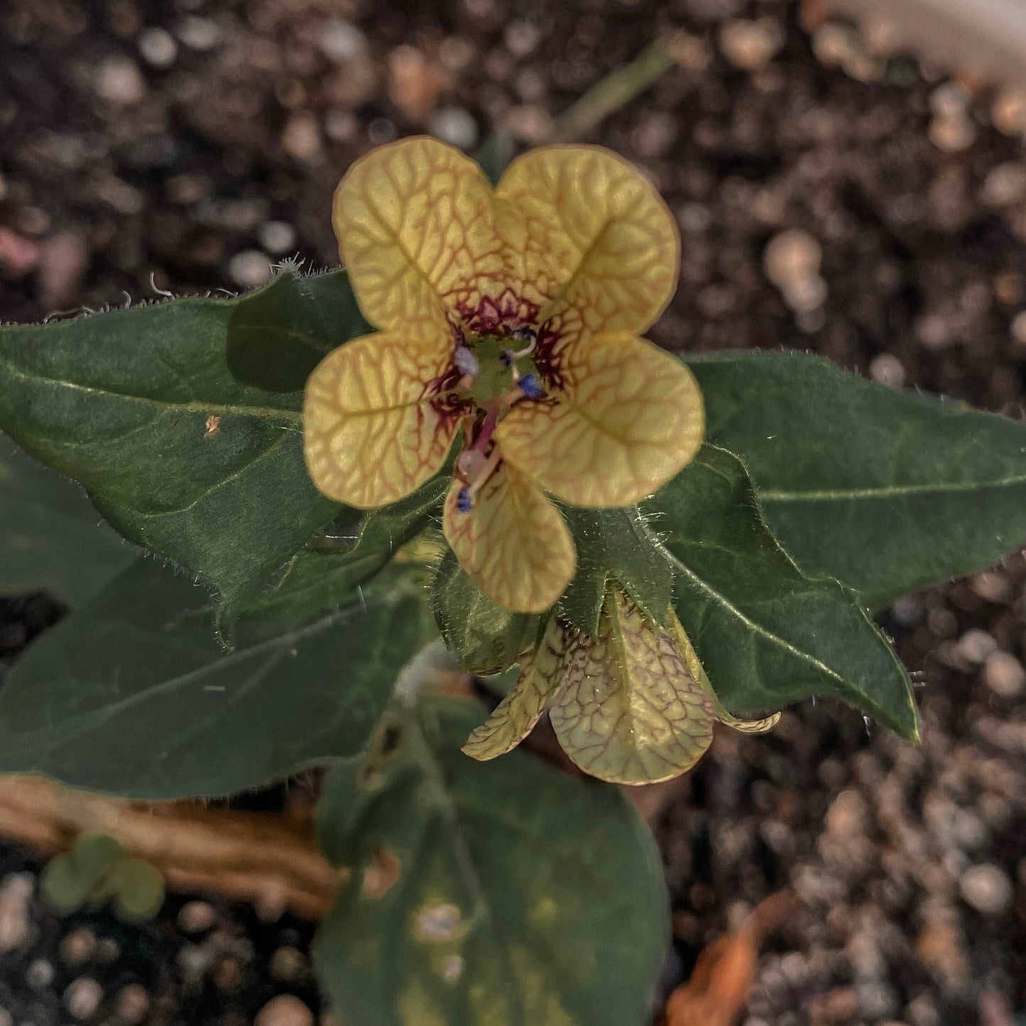 Henbane Essence