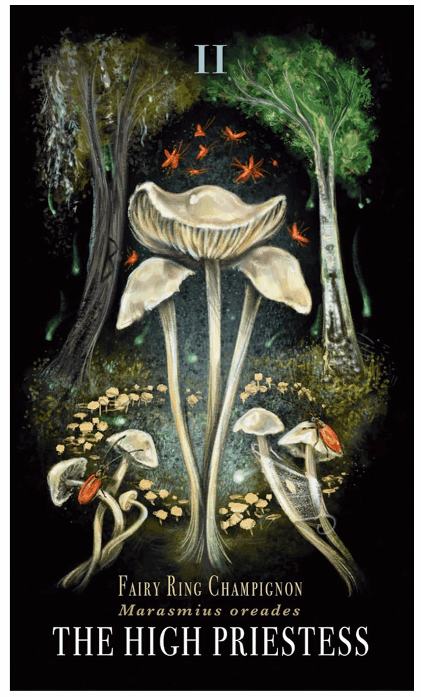 Midnight Magic: A Tarot Deck of Mushrooms