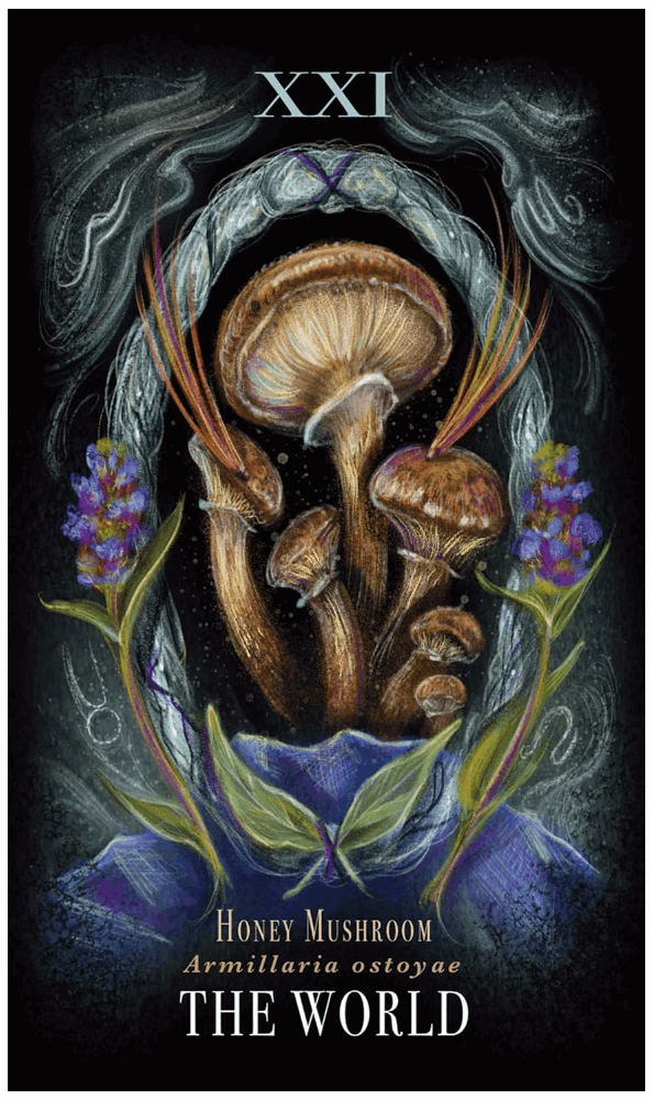 Midnight Magic: A Tarot Deck of Mushrooms