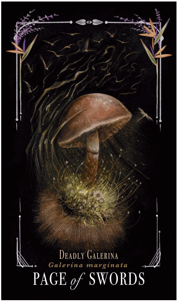 Midnight Magic: A Tarot Deck of Mushrooms