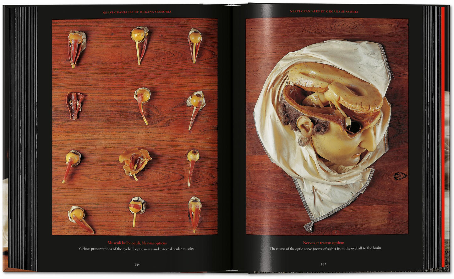 Anatomical Waxes. 45th Ed. (German, French, English)