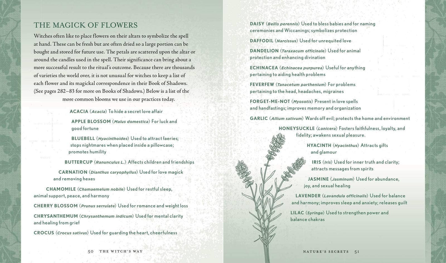 The Witch's Way by Shawn Robbins (Hardcover)