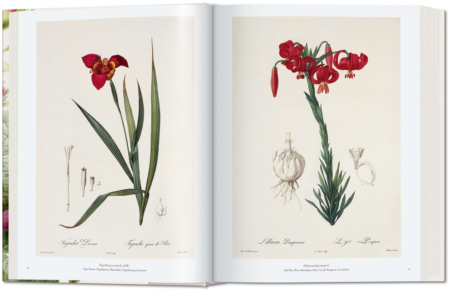 Redouté. The Book of Flowers (German, French, English)