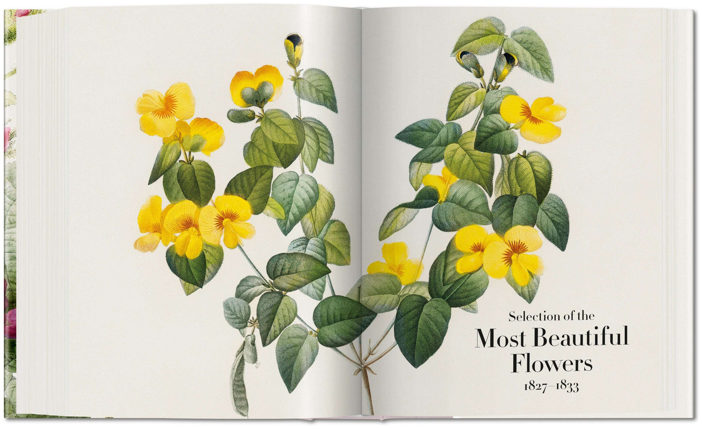Redouté. The Book of Flowers (German, French, English)
