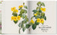 Redouté. The Book of Flowers (German, French, English)