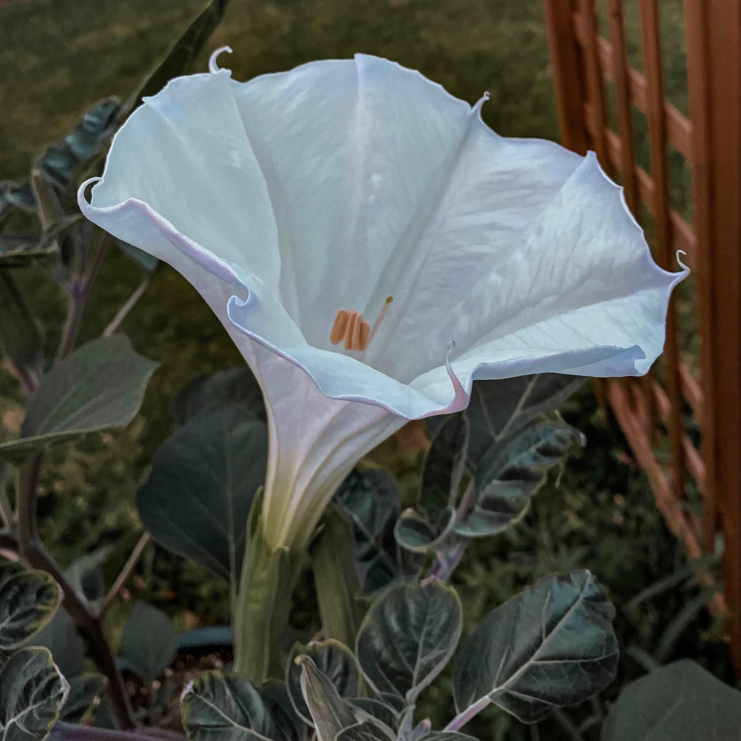 Datura Essence